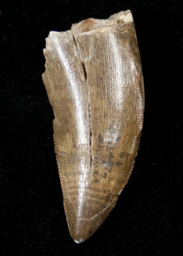 Partial Tyrannosaurid Tooth - Montana #15228